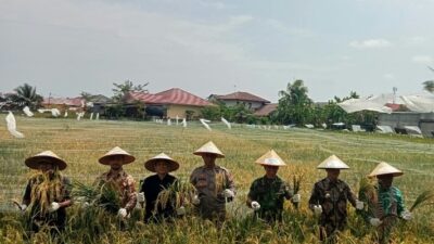 Kapten Inf Sukamto Mewakili Dandim 0104/Atim Menghadiri Undangan Acara Panen Padi Perdana