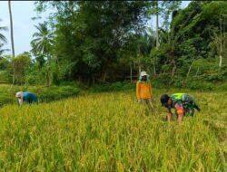 Serda Mardiansyah Membantu Petani Dalam Panen Padi